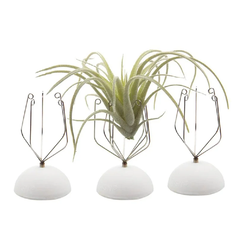 sleek ceramic table lamp-Air Plant Holder Wall Glass