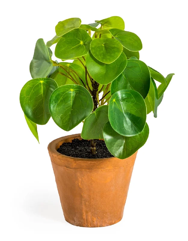 luxury gold clock-Ornamental Pilea / Money Plant In Terracotta Pot