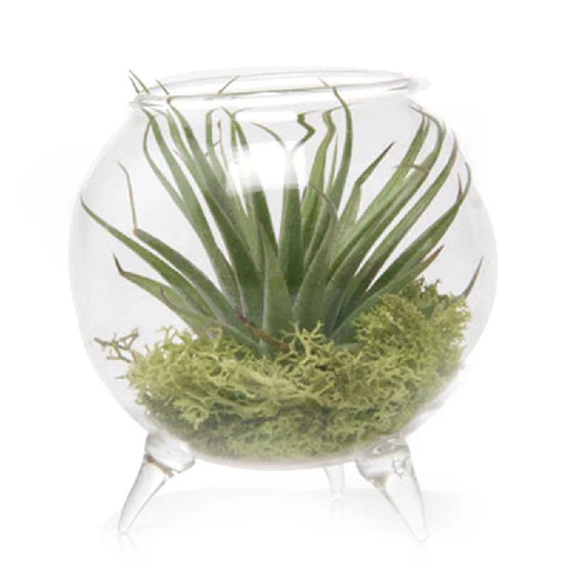 plush silk throw pillow-Terrarium Single Glass For Airplants